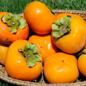 PERSIMMON - CERTIFIED ORGANIC (HAPPY FARMERS)