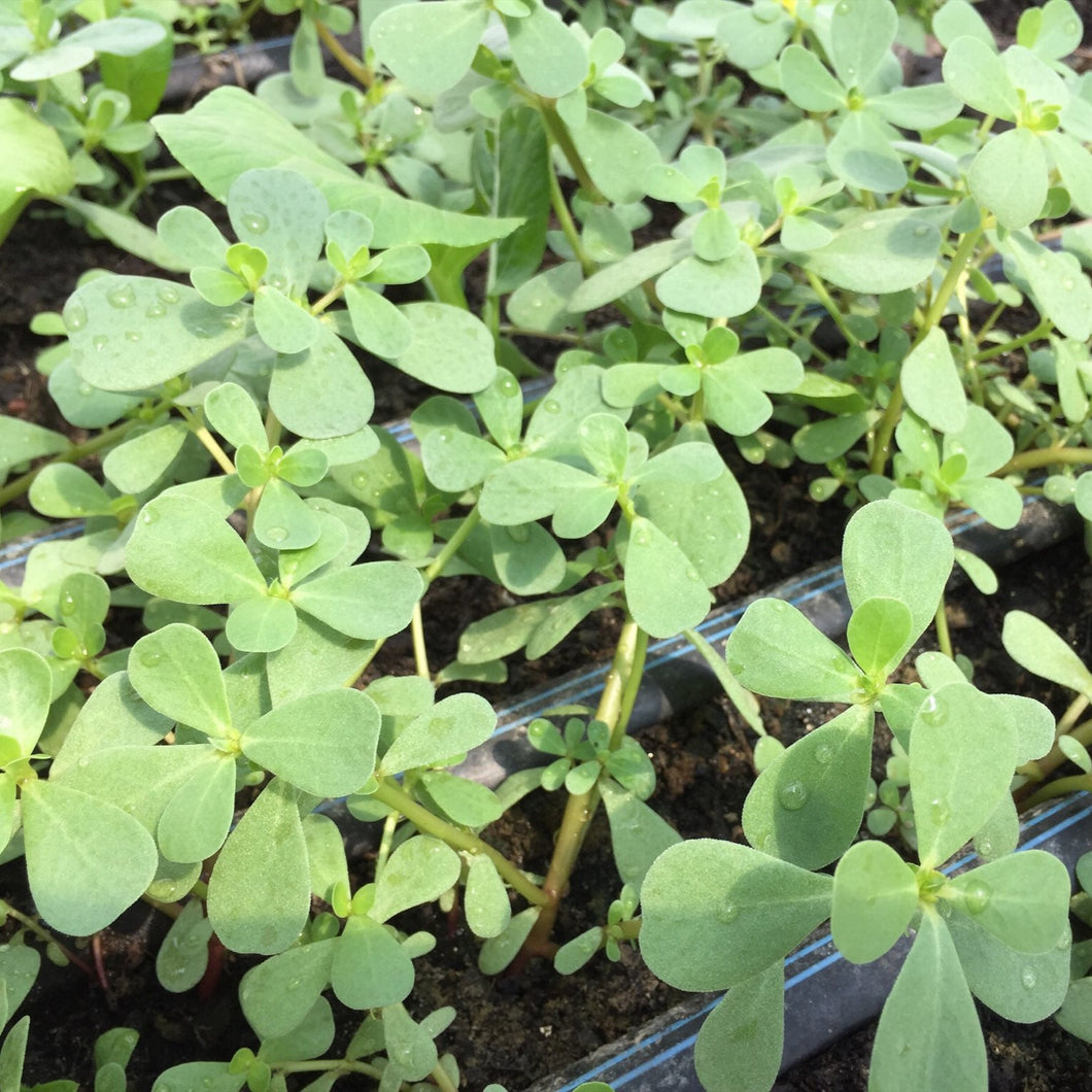 PURSLANE - ORGANIC (EDEN FARMERS)