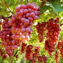 Load image into Gallery viewer, GRAPE CRIMSON *Seedless 500g - CERTIFIED ORGANIC
