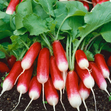 Load image into Gallery viewer, RADISH Cherry - ORGANIC (EDEN FARMERS)

