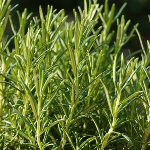 HERBS ROSEMARY bunch - ORGANIC (EDEN FARMERS)