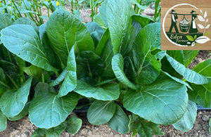 JAPANESE KOMATSUNA SPINACH - ORGANIC (EDEN FARMERS)