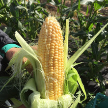 Load image into Gallery viewer, SWEET CORN *each - CERTIFIED ORGANIC
