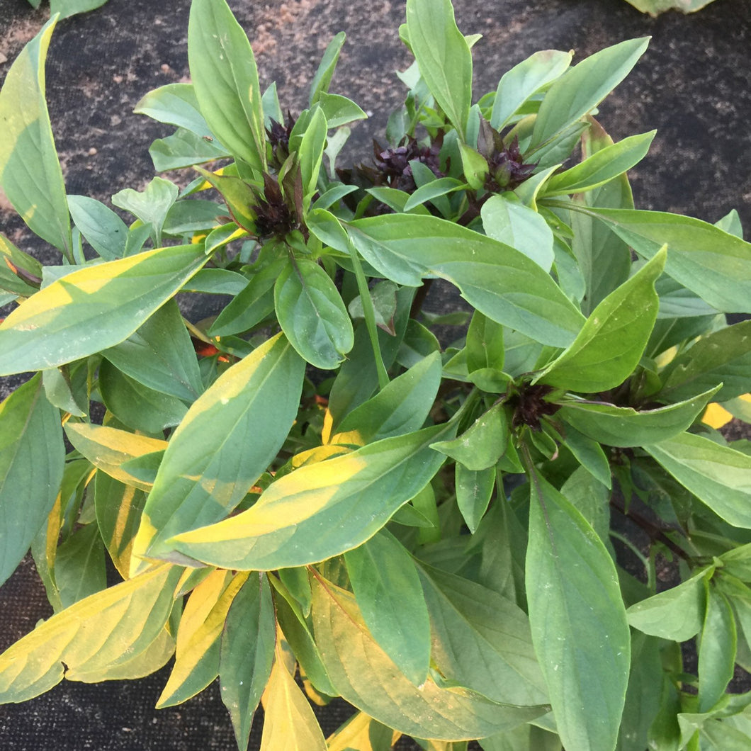 HERBS THAI BASIL - ORGANIC (EDEN FARMERS)