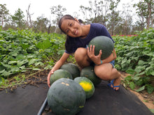 將圖片載入圖庫檢視器 WATERMELON w/seeds *Quarter (Approx. 2kg) - CERTIFIED ORGANIC

