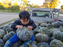 Load image into Gallery viewer, PUMPKIN Jap *Cut/Whole - CERTIFIED ORGANIC
