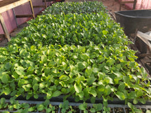 Load image into Gallery viewer, SEEDLINGS  - ORGANIC (EDEN FARMERS)
