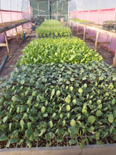 Load image into Gallery viewer, SEEDLINGS  - ORGANIC (EDEN FARMERS)
