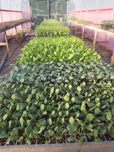 SEEDLINGS  - ORGANIC (EDEN FARMERS)
