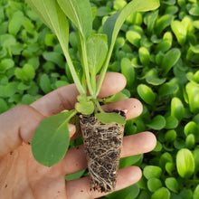 Load image into Gallery viewer, SEEDLINGS  - ORGANIC (EDEN FARMERS)
