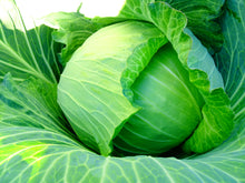 Load image into Gallery viewer, CABBAGE GREEN - CERTIFIED ORGANIC
