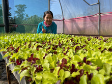Load image into Gallery viewer, SEEDLINGS  - ORGANIC (EDEN FARMERS)
