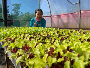 SEEDLINGS  - ORGANIC (EDEN FARMERS)
