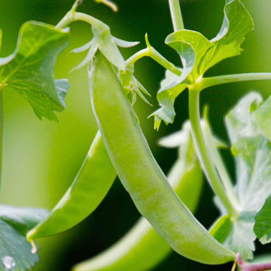 SUGAR SNAP & SNOW PEAS MIXED 250g - ORGANIC (EDEN FARMERS)