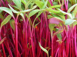 Microgreen BEETROOT - ORGANIC (EDEN FARMERS)