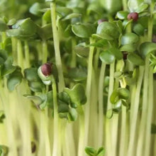 Load image into Gallery viewer, Microgreen BROCCOLI - ORGANIC (EDEN FARMERS)
