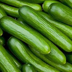 CUCUMBER Lebanese Premium *500g (Approx. 3~4each) - CERTIFIED ORGANIC