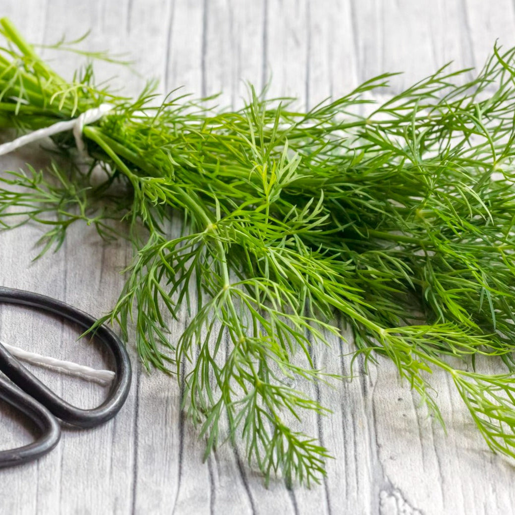 HERBS DILL - ORGANIC (EDEN FARMERS)