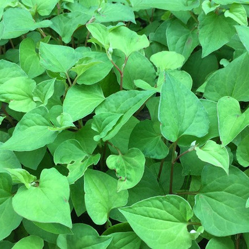 FISH MINT - ORGANIC (EDEN FARMERS)