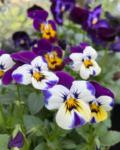 Load image into Gallery viewer, FLOWERS MIXED EDIBLE *1L - ORGANIC (EDEN FARMERS)

