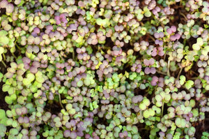 Microgreen MUSTARD MIXED - ORGANIC (EDEN FARMERS)