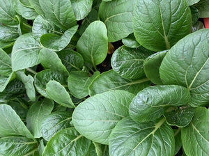 JAPANESE KOMATSUNA SPINACH baby *bag - ORGANIC (EDEN FARMERS)