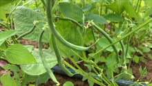 Load image into Gallery viewer, BEANS Green *200g - CERTIFIED ORGANIC

