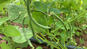 BEANS Green *200g - CERTIFIED ORGANIC