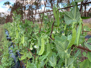 SNOW PEAS *200g - ORGANIC (EDEN FARMERS)