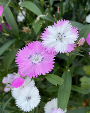 Load image into Gallery viewer, FLOWERS MIXED EDIBLE *1L - ORGANIC (EDEN FARMERS)
