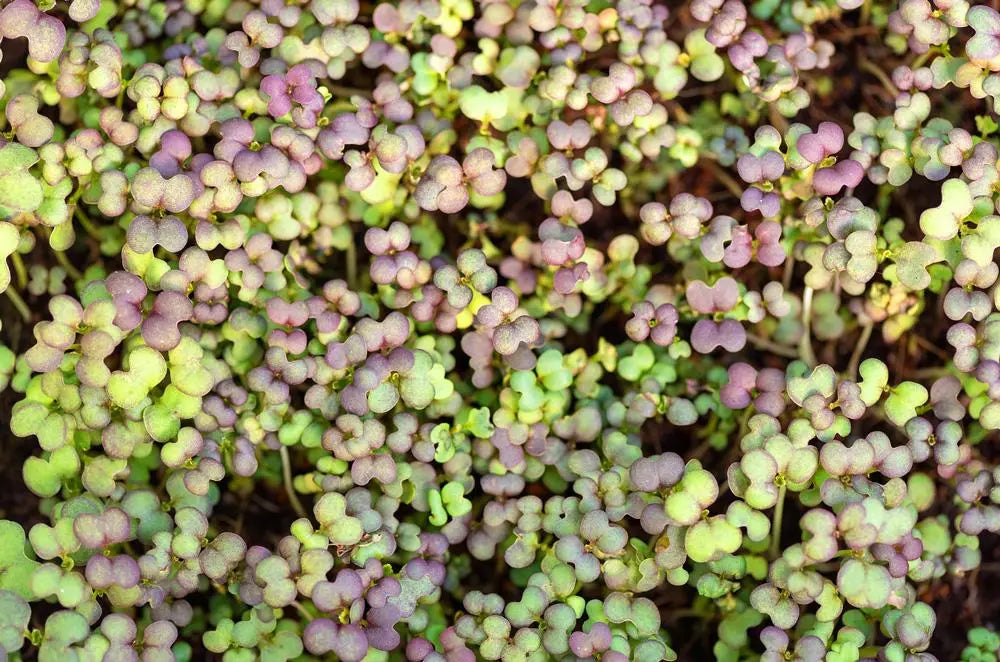 Microgreen MUSTARD MIXED - ORGANIC (EDEN FARMERS)