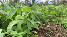 Load image into Gallery viewer, BEANS Green *200g - CERTIFIED ORGANIC
