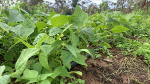 BEANS Green *200g - CERTIFIED ORGANIC