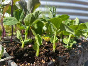 SEEDLINGS  - ORGANIC (EDEN FARMERS)