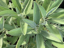 Load image into Gallery viewer, HERBS SAGE GREEN - ORGANIC (EDEN FARMERS)
