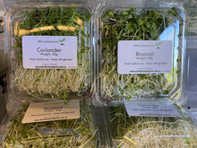 Load image into Gallery viewer, Microgreen BROCCOLI - ORGANIC (EDEN FARMERS)
