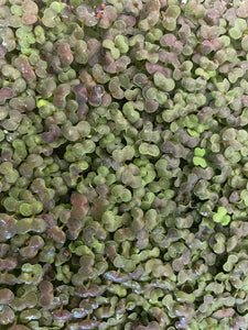 Microgreen MUSTARD MIXED - ORGANIC (EDEN FARMERS)