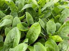 Load image into Gallery viewer, BABY SPINACH *150g - CERTIFIED ORGANIC
