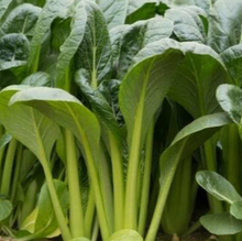 Load image into Gallery viewer, JAPANESE KOMATSUNA SPINACH - ORGANIC (EDEN FARMERS)
