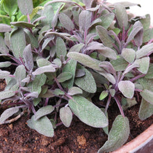 Load image into Gallery viewer, HERBS SAGE GREEN - ORGANIC (EDEN FARMERS)
