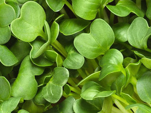 Microgreen RADISH mixed - ORGANIC (EDEN FARMERS)