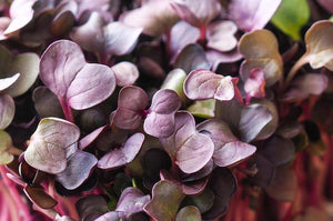Microgreen RADISH mixed - ORGANIC (EDEN FARMERS)