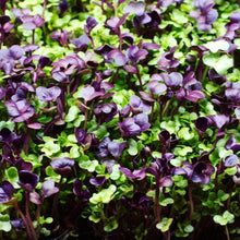 Load image into Gallery viewer, Microgreen RADISH mixed - ORGANIC (EDEN FARMERS)
