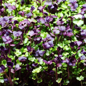 Microgreen RADISH mixed - ORGANIC (EDEN FARMERS)