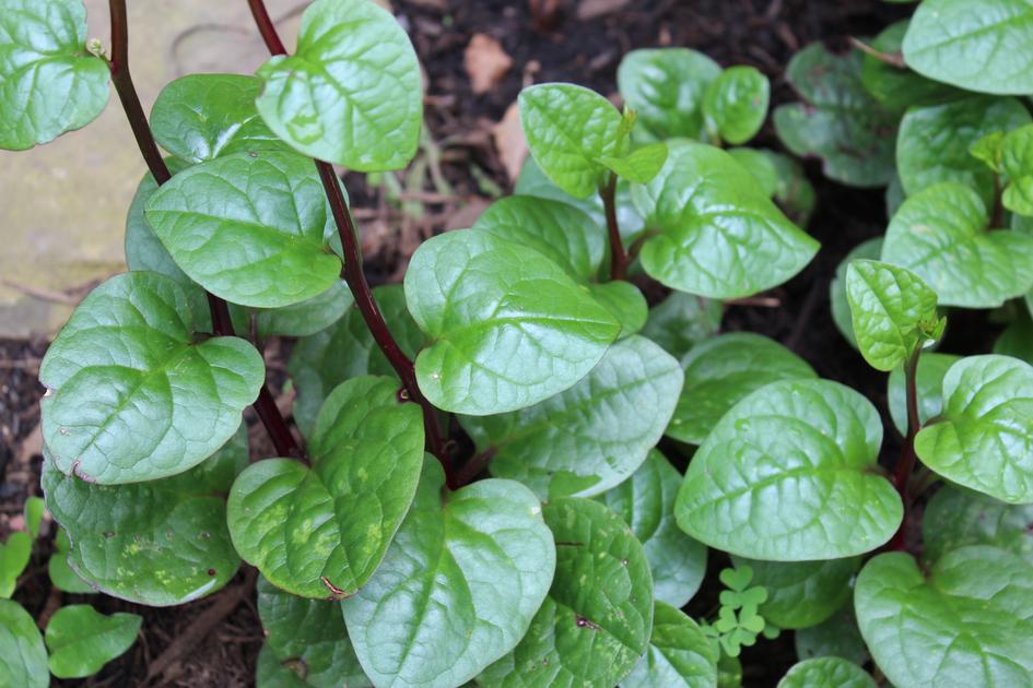 SPINACH MALABAR - ORGANIC (EDEN FARMERS)