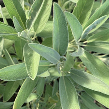 Load image into Gallery viewer, HERBS SAGE GREEN - ORGANIC (EDEN FARMERS)
