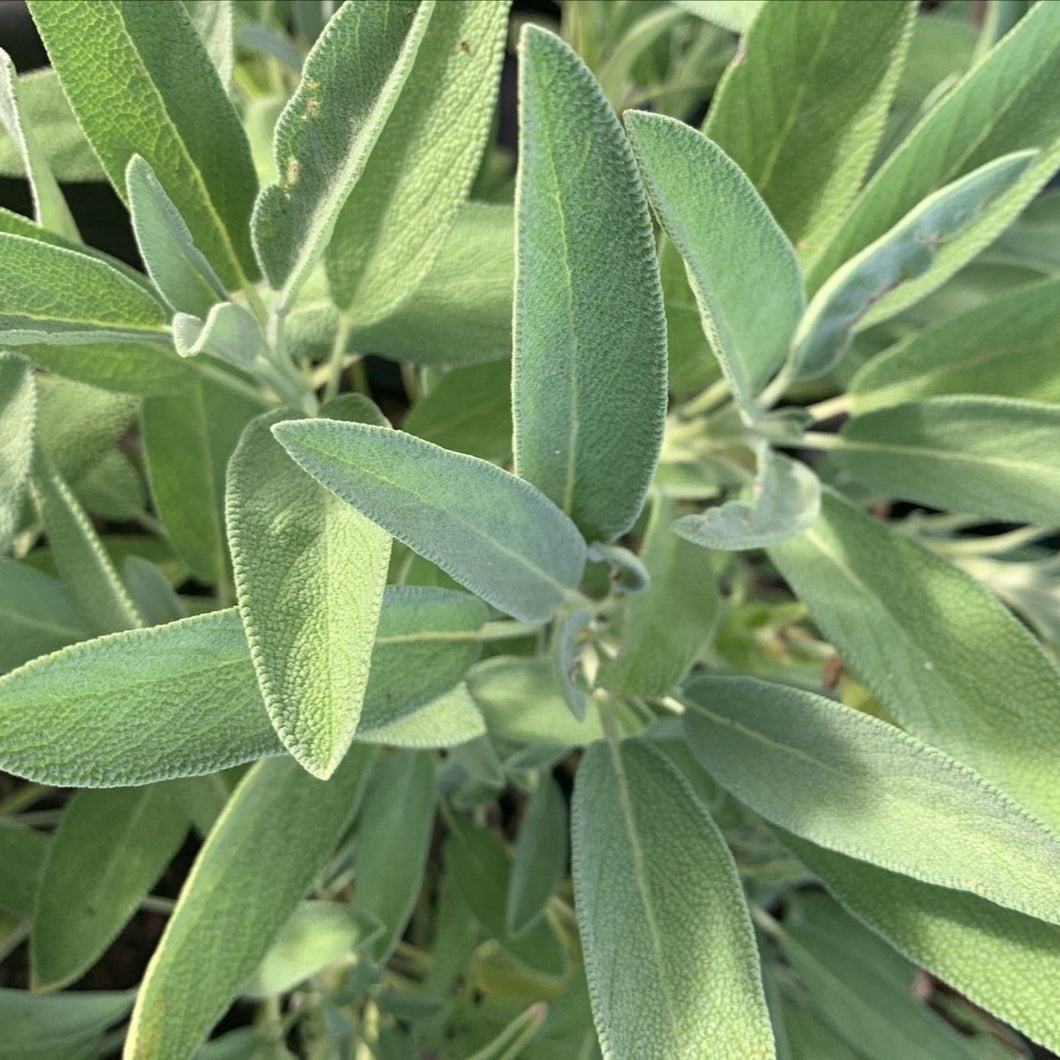 HERBS SAGE GREEN - ORGANIC (EDEN FARMERS)