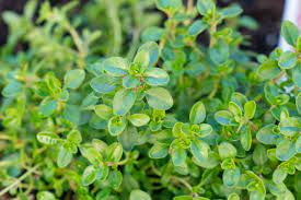 HERBS THYME - ORGANIC (EDEN FARMERS)