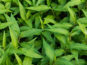 HERBS VIETNAMESE MINT - ORGANIC (EDEN FARMERS)
